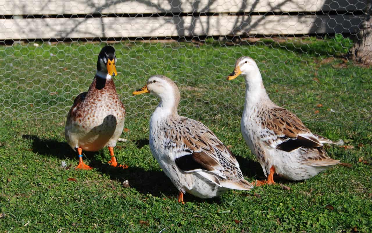 AkersFlock Bantam Appleyards