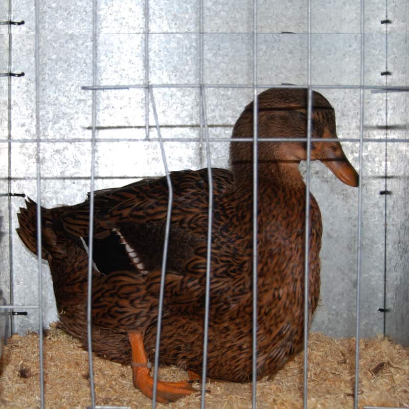 AkersFlock Rouens 2010 Victorian Combined Poultry Show