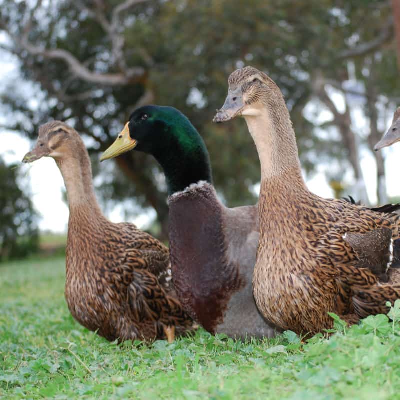 AkersFlock Rouens